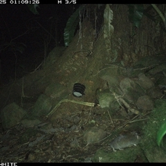 Rattus fuscipes at Bundewallah, NSW - 25 Oct 2024 01:09 AM
