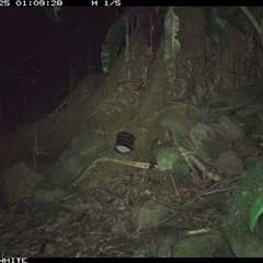 Rattus fuscipes at Bundewallah, NSW - 25 Oct 2024 01:09 AM