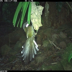 Psophodes olivaceus (Eastern Whipbird) at Bundewallah, NSW - 25 Oct 2024 by Bundy