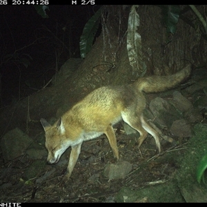 Vulpes vulpes (Red Fox) at Bundewallah, NSW - 26 Oct 2024 by Bundy