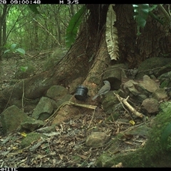 Colluricincla harmonica (Grey Shrikethrush) at Bundewallah, NSW - 28 Oct 2024 by Bundy