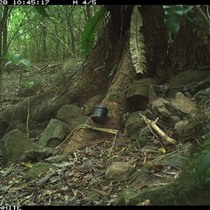 Zoothera lunulata (Bassian Thrush) at Bundewallah, NSW - 28 Oct 2024 by Bundy