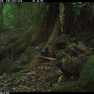 Tachyglossus aculeatus (Short-beaked Echidna) at Bundewallah, NSW - 3 Nov 2024 by Bundy
