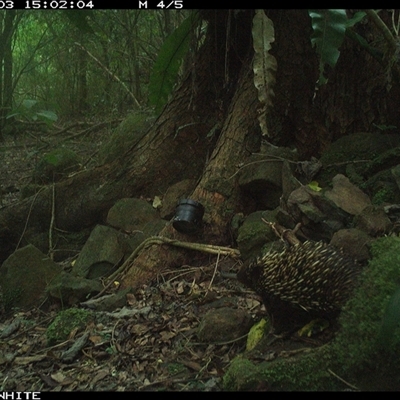 Tachyglossus aculeatus (Short-beaked Echidna) at Bundewallah, NSW - 3 Nov 2024 by Bundy