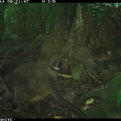 Wallabia bicolor (Swamp Wallaby) at Bundewallah, NSW - 14 Nov 2024 by Bundy