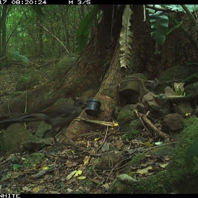 Menura novaehollandiae (Superb Lyrebird) at Bundewallah, NSW - 17 Nov 2024 by Bundy