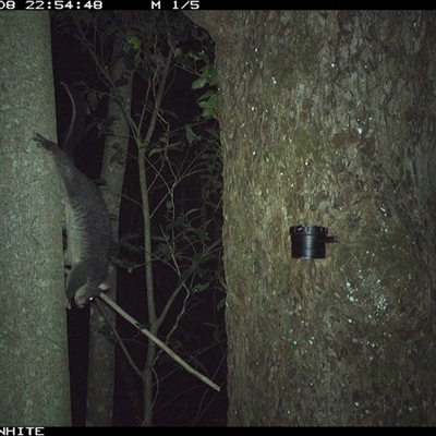 Trichosurus cunninghami (Mountain Brushtail Possum, Southern Bobuck) at Bundewallah, NSW - 8 Sep 2024 by Bundy