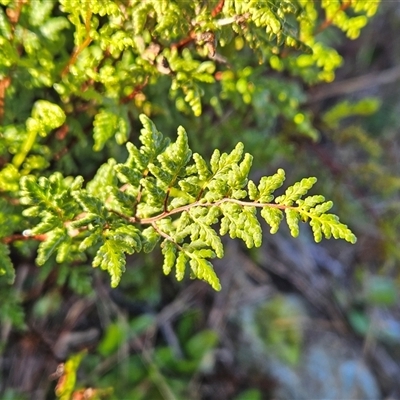 Cheilanthes sieberi subsp. sieberi (Mulga Rock Fern) at Whitlam, ACT - 11 Jun 2025 by sangio7