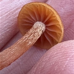 Unverified Cap on a stem; gills below cap [mushrooms or mushroom-like] at Aranda, ACT - Yesterday by lbradley