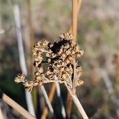 Juncus (genus) (A Rush) at Whitlam, ACT - 11 Jun 2025 by sangio7