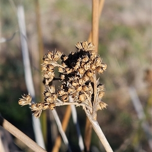 Juncus (genus) (A Rush) at Whitlam, ACT - 11 Jun 2025 by sangio7