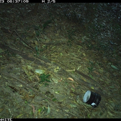 Neosericornis citreogularis (Yellow-throated Scrubwren) at Jamberoo, NSW - 23 Sep 2024 by Smithsay