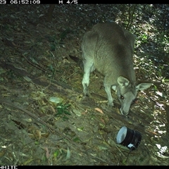 Macropus giganteus (Eastern Grey Kangaroo) at Jamberoo, NSW - 23 Sep 2024 by Smithsay