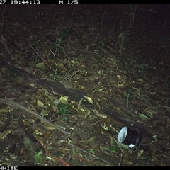 Antechinus agilis at Jamberoo, NSW - 27 Sep 2024 by Smithsay