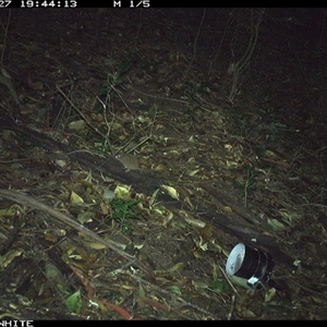 Antechinus agilis at Jamberoo, NSW - 27 Sep 2024 by Smithsay
