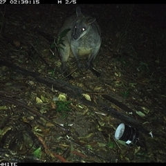 Wallabia bicolor (Swamp Wallaby) at Jamberoo, NSW - 27 Sep 2024 by Smithsay