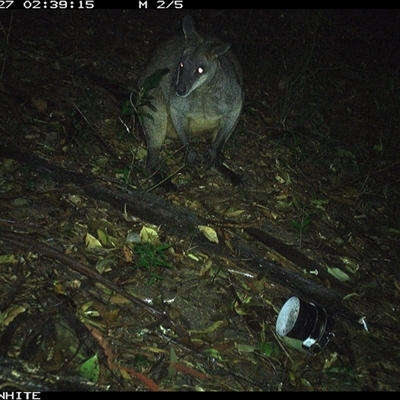 Wallabia bicolor (Swamp Wallaby) at Jamberoo, NSW - 27 Sep 2024 by Smithsay