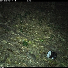 Rattus fuscipes (Bush Rat) at Jamberoo, NSW - 6 Oct 2024 by Smithsay