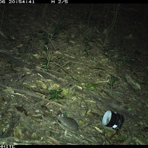 Rattus fuscipes (Bush Rat) at Jamberoo, NSW - 6 Oct 2024 by Smithsay
