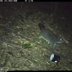 Trichosurus cunninghami (Mountain Brushtail Possum, Southern Bobuck) at Jamberoo, NSW - 6 Oct 2024 by Smithsay