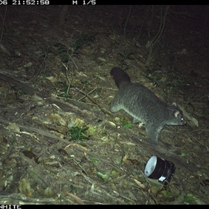 Trichosurus cunninghami (Mountain Brushtail Possum, Southern Bobuck) at Jamberoo, NSW - 6 Oct 2024 by Smithsay