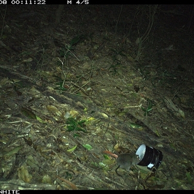 Rattus fuscipes (Bush Rat) at Jamberoo, NSW - 8 Oct 2024 by Smithsay