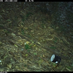 Sericornis frontalis (White-browed Scrubwren) at Jamberoo, NSW - 9 Oct 2024 by Smithsay