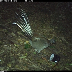 Menura novaehollandiae (Superb Lyrebird) at Jamberoo, NSW - 10 Oct 2024 by Smithsay