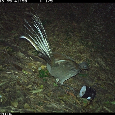 Menura novaehollandiae (Superb Lyrebird) at Jamberoo, NSW - 10 Oct 2024 by Smithsay
