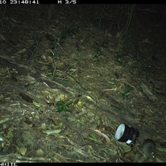 Rattus fuscipes (Bush Rat) at Jamberoo, NSW - 10 Oct 2024 by Smithsay