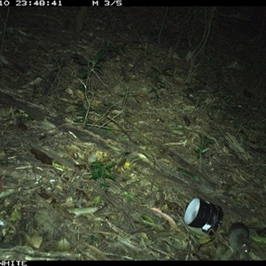 Rattus fuscipes (Bush Rat) at Jamberoo, NSW - 10 Oct 2024 by Smithsay