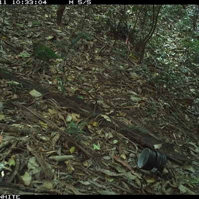 Ailuroedus crassirostris (Green Catbird) at Jamberoo, NSW - 11 Oct 2024 by Smithsay