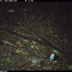 Rattus fuscipes (Bush Rat) at Jamberoo, NSW - 1 Nov 2024 by Smithsay