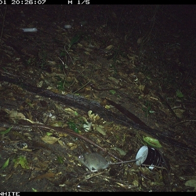 Rattus fuscipes (Bush Rat) at Jamberoo, NSW - 1 Nov 2024 by Smithsay