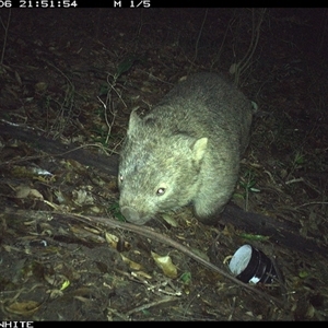 Vombatus ursinus (Bare-nosed Wombat) at Jamberoo, NSW - 6 Nov 2024 by Smithsay
