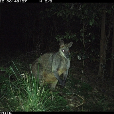 Wallabia bicolor (Swamp Wallaby) at Jamberoo, NSW - 22 Sep 2024 by Smithsay