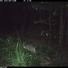 Perameles nasuta (Long-nosed Bandicoot) at Jamberoo, NSW - 25 Sep 2024 by Smithsay
