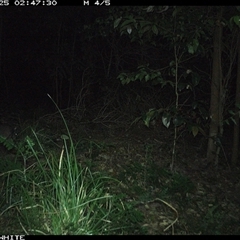 Perameles nasuta at Jamberoo, NSW - 25 Sep 2024 02:47 AM