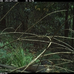 Menura novaehollandiae (Superb Lyrebird) at Jamberoo, NSW - 28 Sep 2024 by Smithsay