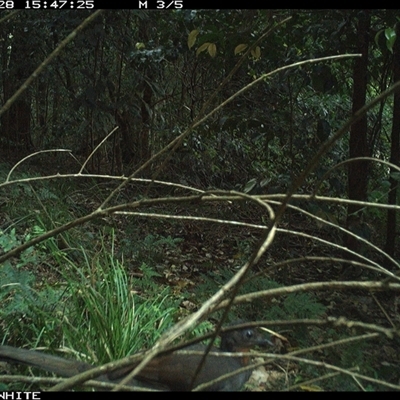 Menura novaehollandiae (Superb Lyrebird) at Jamberoo, NSW - 28 Sep 2024 by Smithsay