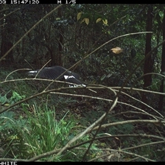 Strepera graculina (Pied Currawong) at Jamberoo, NSW - 3 Oct 2024 by Smithsay