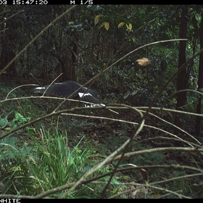 Strepera graculina (Pied Currawong) at Jamberoo, NSW - 3 Oct 2024 by Smithsay