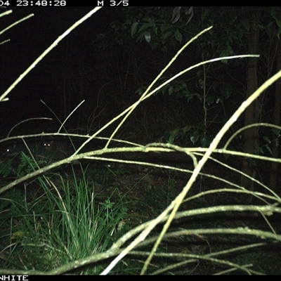 Trichosurus vulpecula at Jamberoo, NSW - 4 Oct 2024 by Smithsay