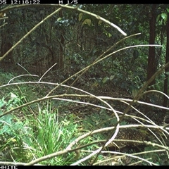 Tachyglossus aculeatus (Short-beaked Echidna) at Jamberoo, NSW - 5 Oct 2024 by Smithsay