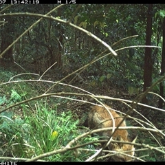 Vulpes vulpes (Red Fox) at Jamberoo, NSW - 7 Oct 2024 by Smithsay