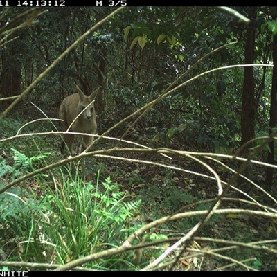 Macropus giganteus (Eastern Grey Kangaroo) at Jamberoo, NSW - 11 Oct 2024 by Smithsay