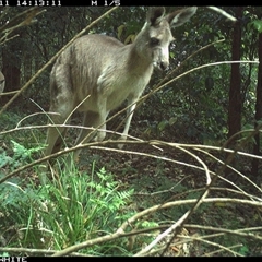 Macropus giganteus at Jamberoo, NSW - 11 Oct 2024 02:13 PM