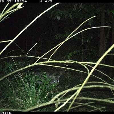 Felis catus (Feral Cat) at Jamberoo, NSW - 13 Oct 2024 by Smithsay