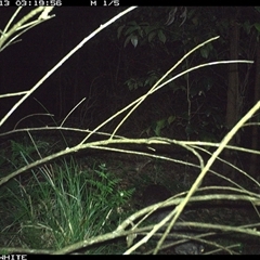 Felis catus at Jamberoo, NSW - 13 Oct 2024 03:19 AM