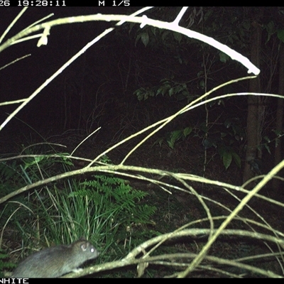 Rattus rattus (Black Rat) at Jamberoo, NSW - 26 Oct 2024 by Smithsay